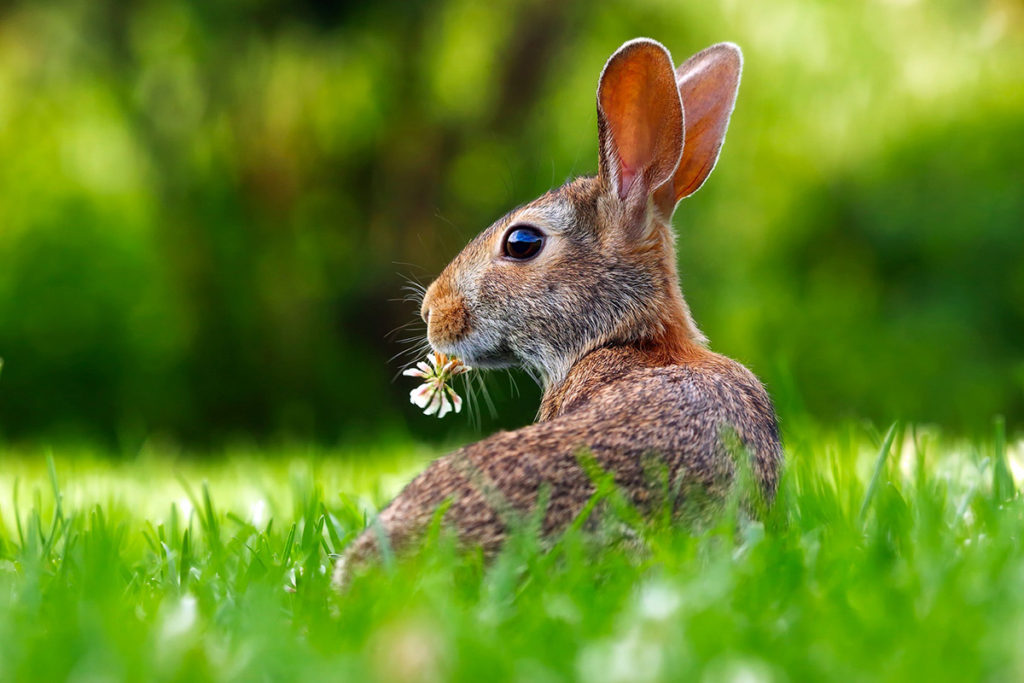 Consells en la dieta dels conills