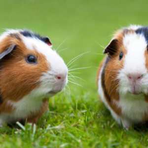 El conill porquí o Conillet d’indies: Una simpàtica mascota molt poruga
