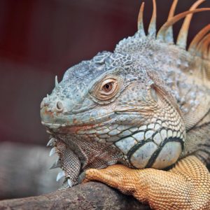 https://www.zoologic.cat/wp-content/uploads/2021/03/iguana.jpeg