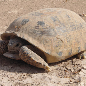 La hibernació de les tortugues