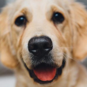 Com portar el teu gos al veterinari